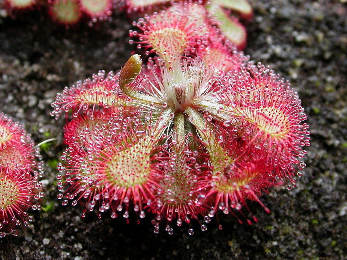 Purple (sundew Drosera capensis carnivorous flower) for planting in garden